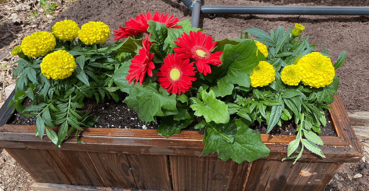 Wooden planter box of yellow marigolds and red gerbera daisies