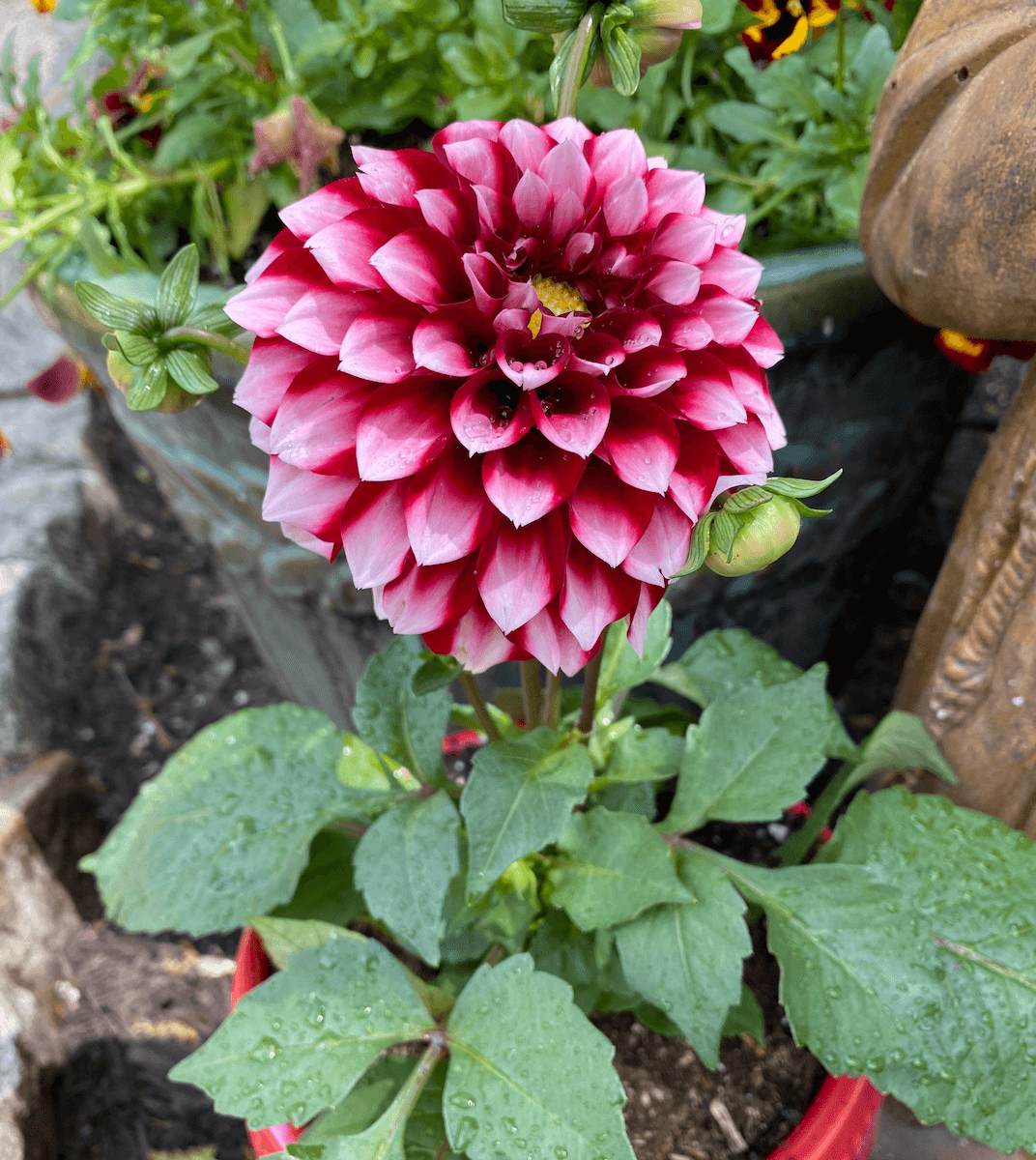 A magenta and white dahlia in bloom
