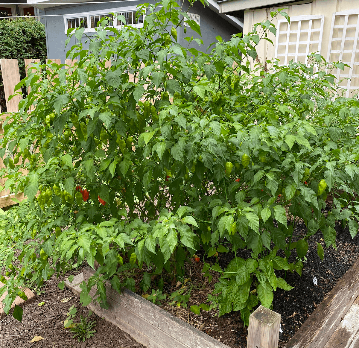 The ghost pepper plant, now huge, with red pods showing among the leaves