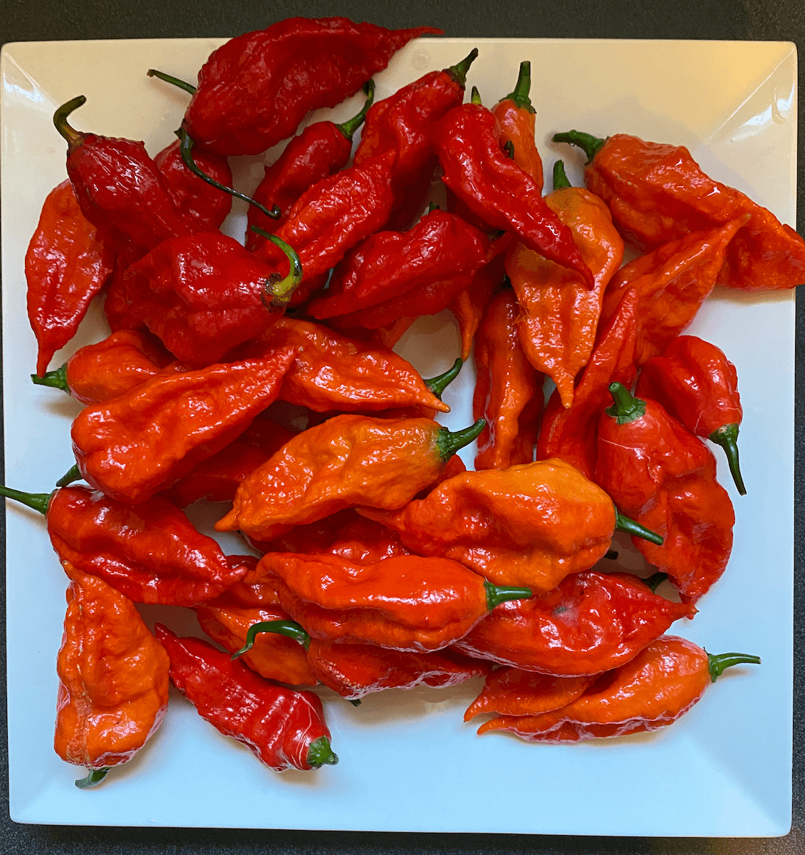 A white plate piled with ripe red ghost peppers