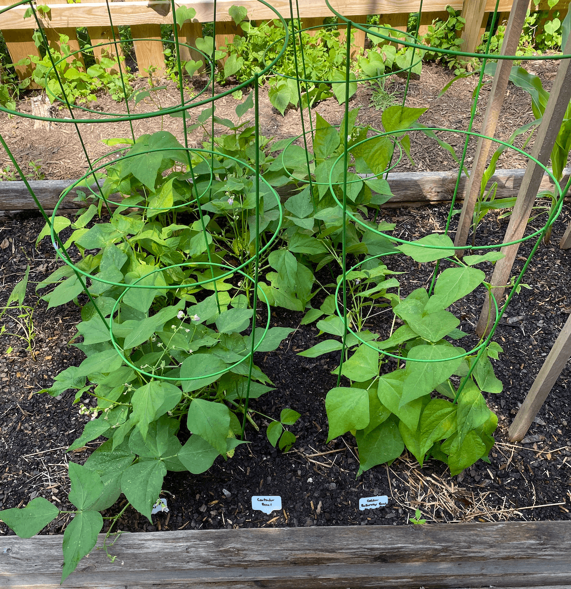 Bush bean plants in a green tomato cage in a raised bed