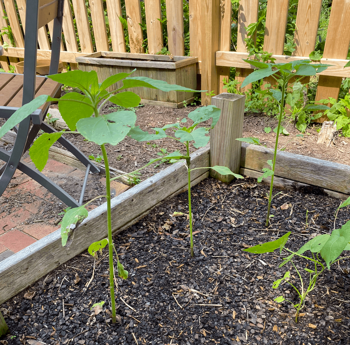 Young sunflower plants in a raised bed