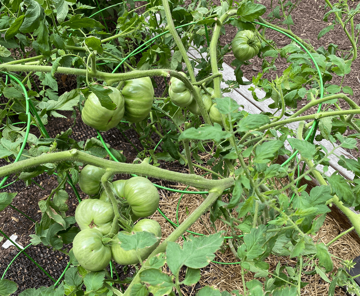 Clusters of green, unripe beefsteak tomatoes on a sprawling vine