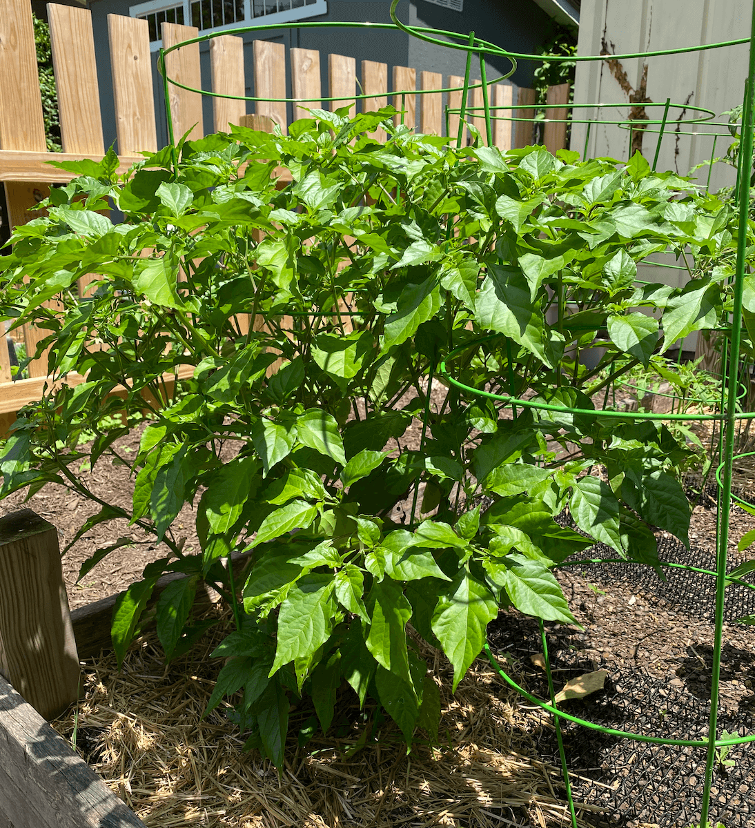 A leafy ghost pepper plant inside a tomato cage in a raised bed