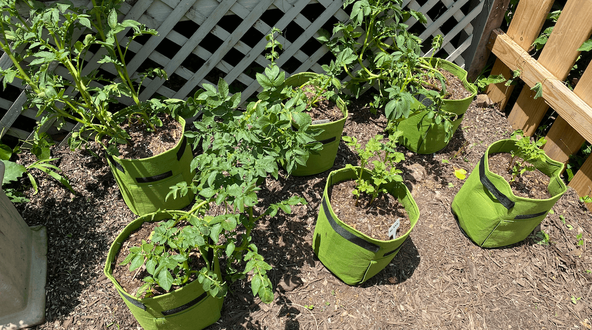 Potato plants growing in green fabric grow bags along a lattice fence