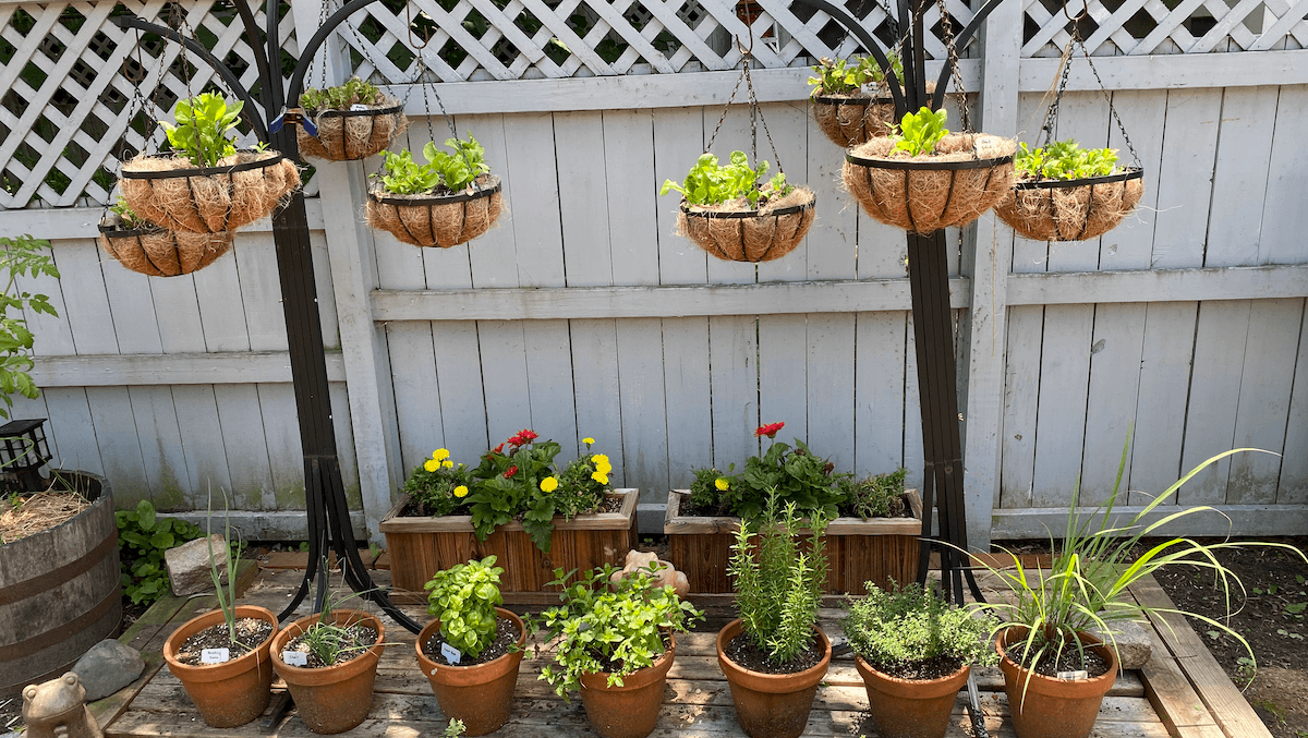 Hanging coconut fiber planters above potted herbs and lettuces along a fence