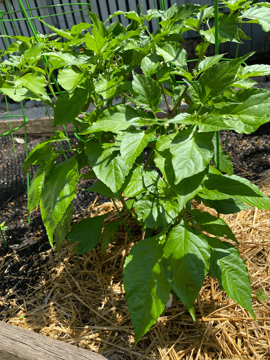 A leafy young ghost pepper plant mulched with straw