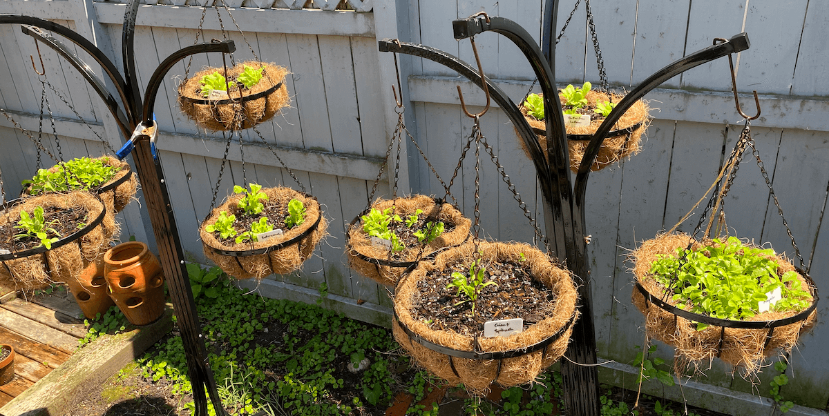Hanging coconut fiber planters filled with young lettuce
