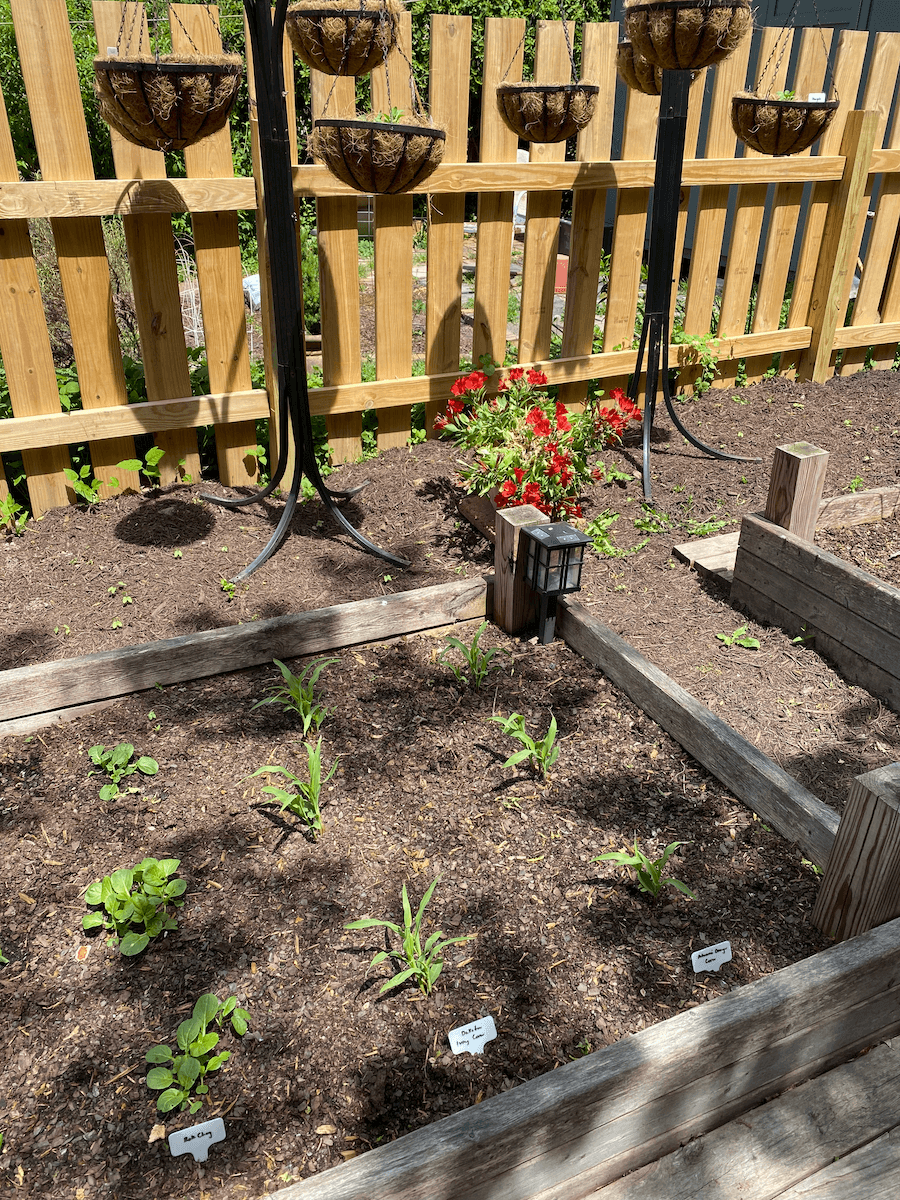 Small corn and bok choy seedlings in a raised bed