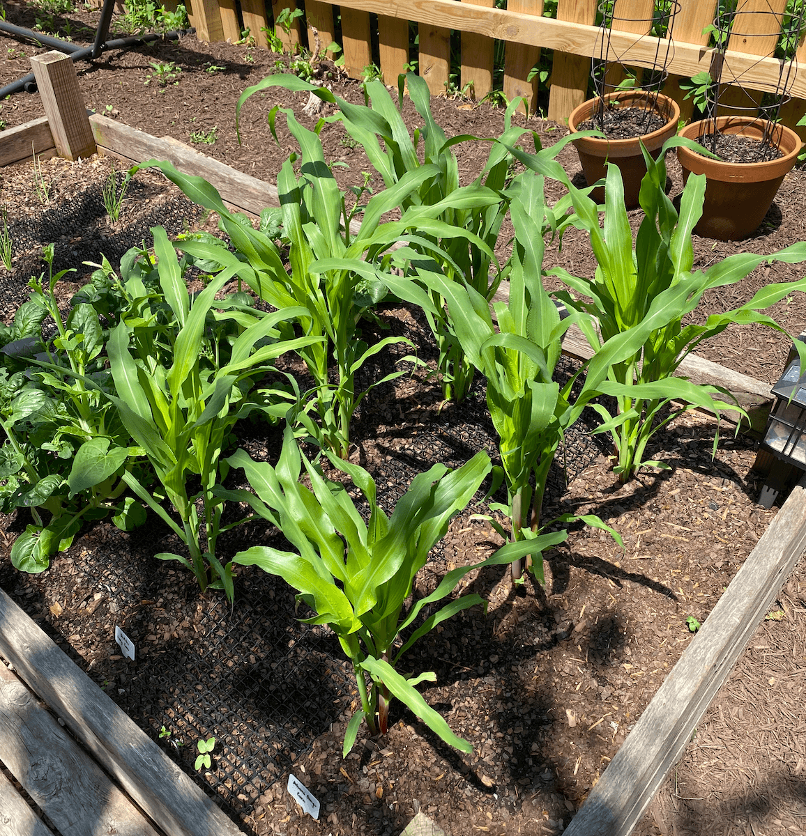 Young corn plants about two feet tall in a raised bed