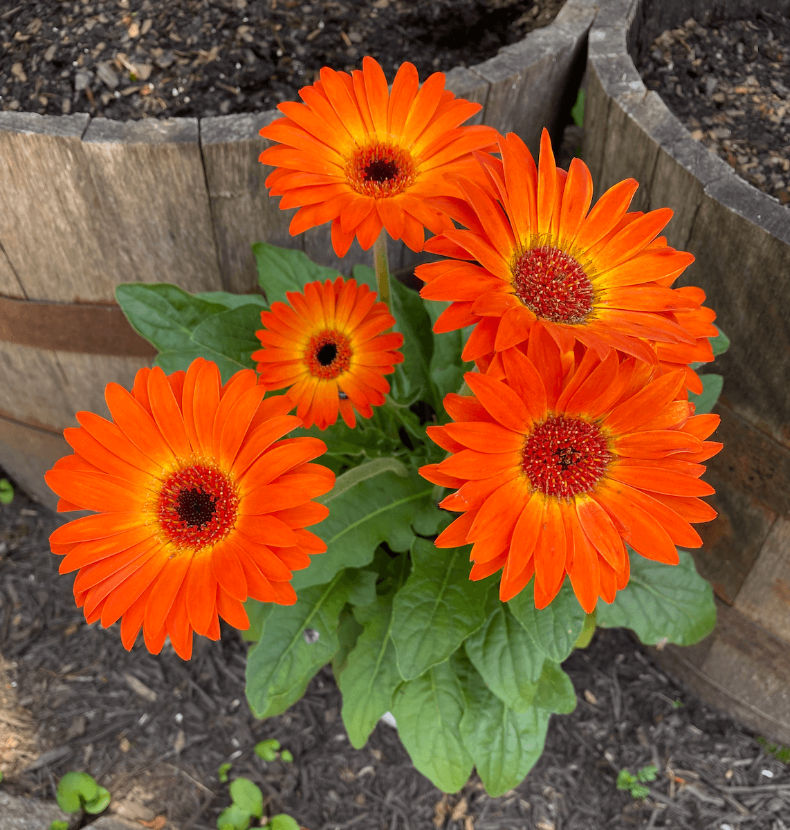 Bright orange gerbera daisies in a whiskey barrel planter