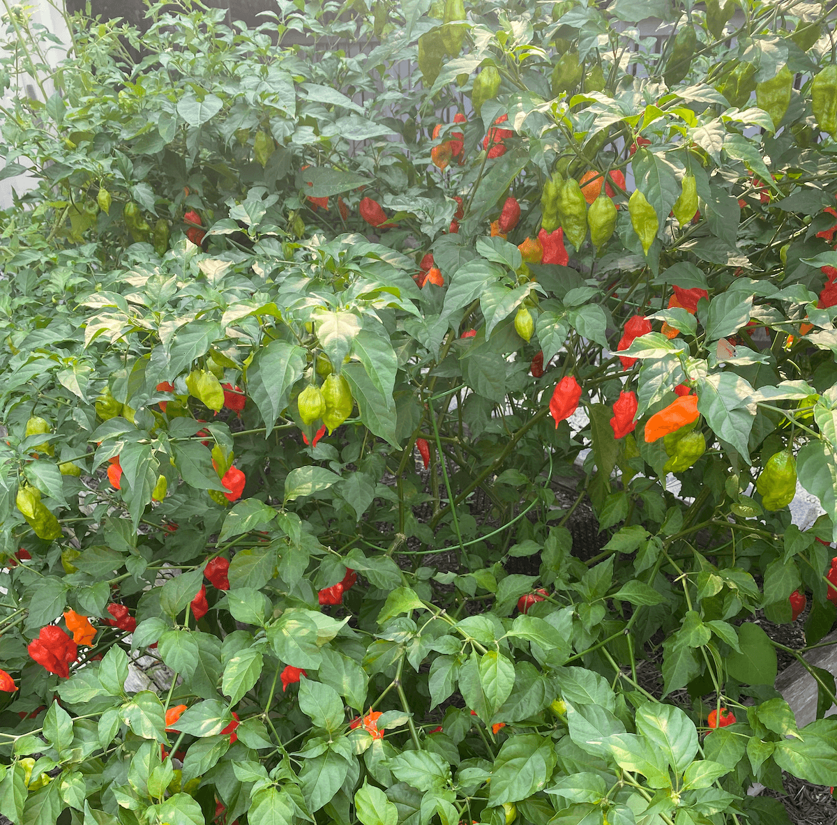 The ghost pepper plant covered in red and green pods