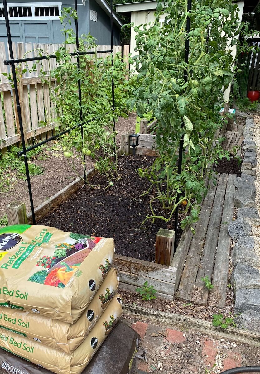 Heirloom tomato vines climbing a garden arch over a raised bed, with bags of soil in front