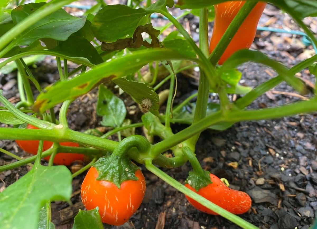 Orange jalapeños ripening on the plant