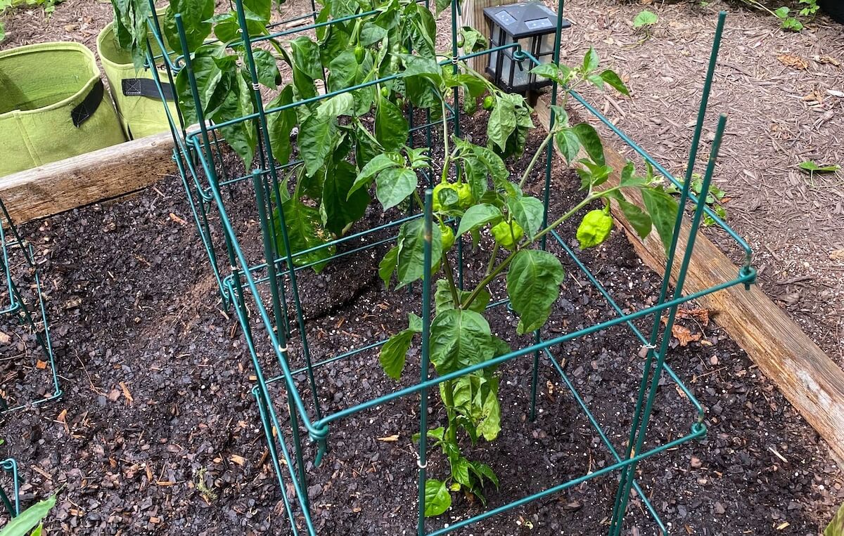 Young pepper plants in green wire cages in a raised bed