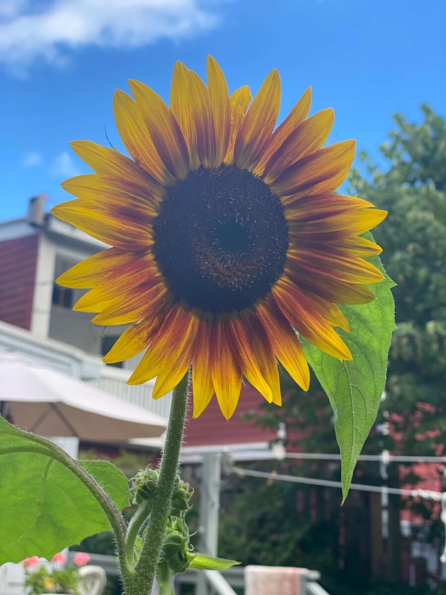 A sunflower with yellow and deep red petals against a blue sky