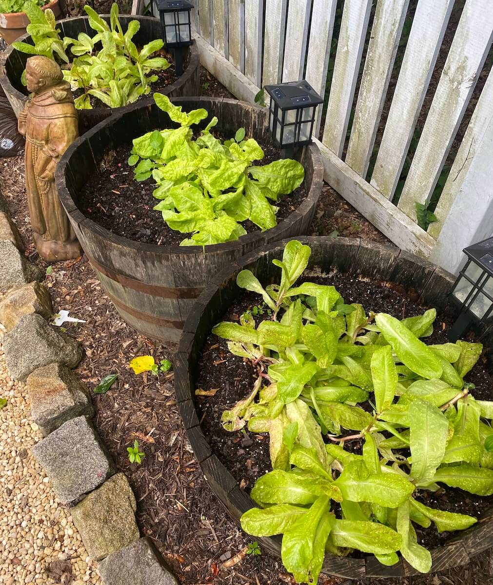 Lettuce growing in half whiskey barrels along a fence