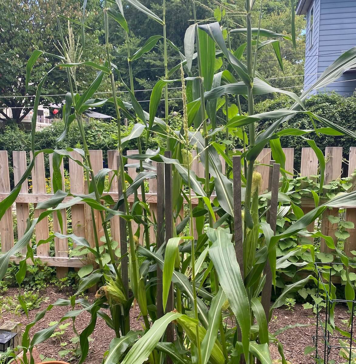 Corn stalks growing taller than the fence