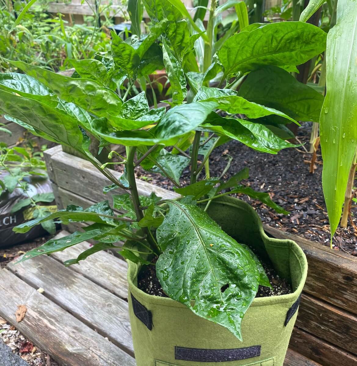 A chocolate habanero plant in a green grow bag