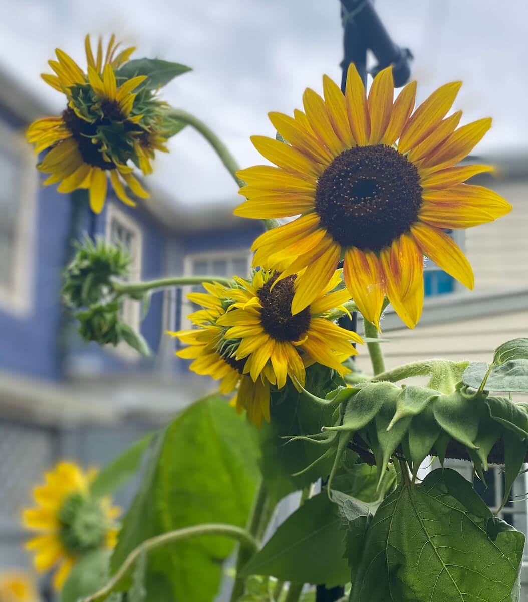 A multi-headed sunflower with several yellow blooms