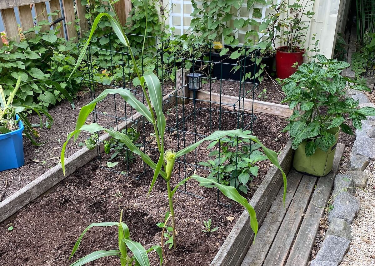 A raised bed with only a few corn stalks left, next to caged pepper plants
