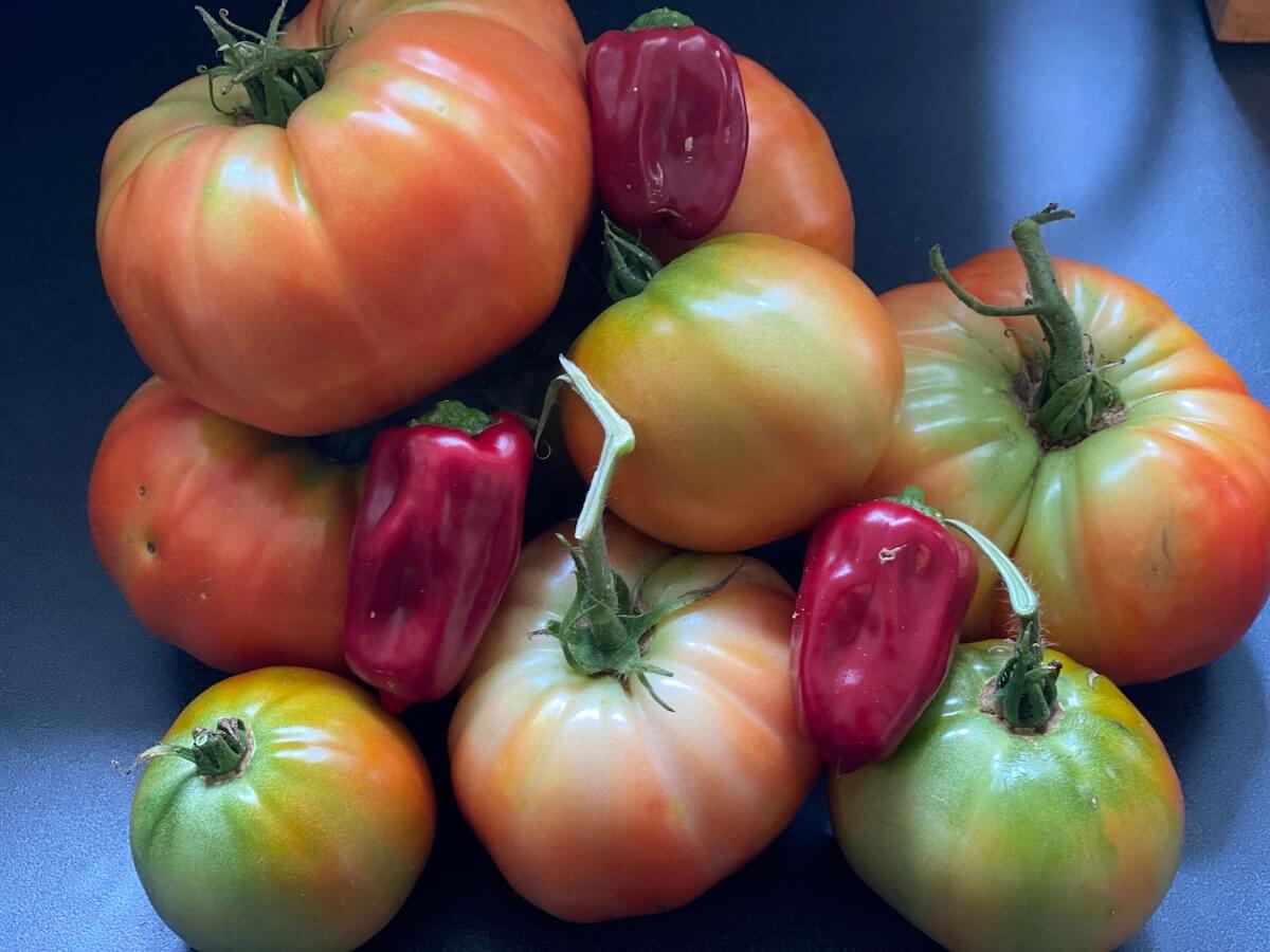 Freshly picked heirloom tomatoes and small red sweet peppers