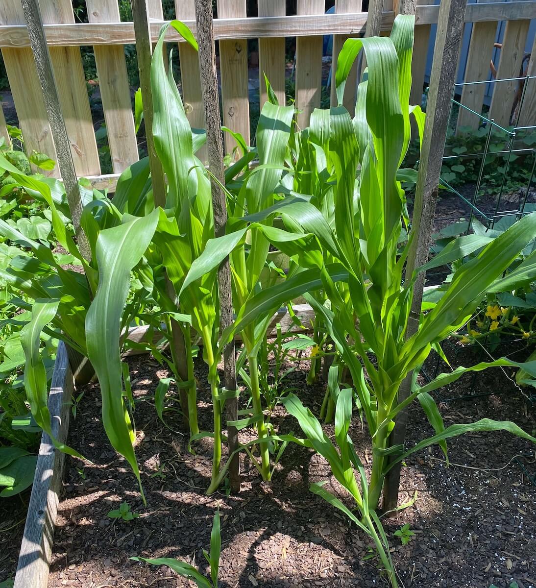 Corn plants about two feet tall in a raised bed