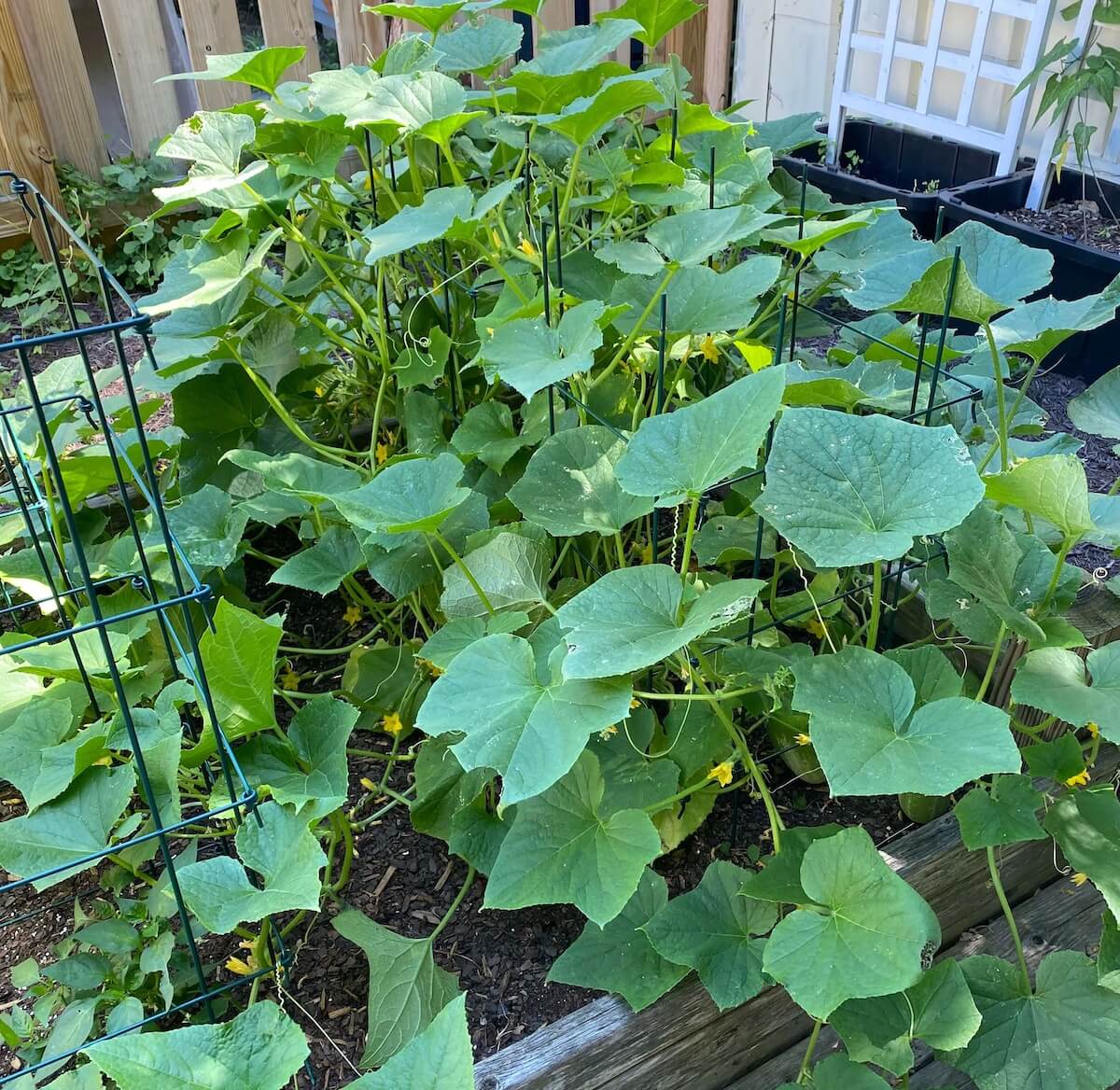 Cucumber plants with broad leaves spreading out of their cages