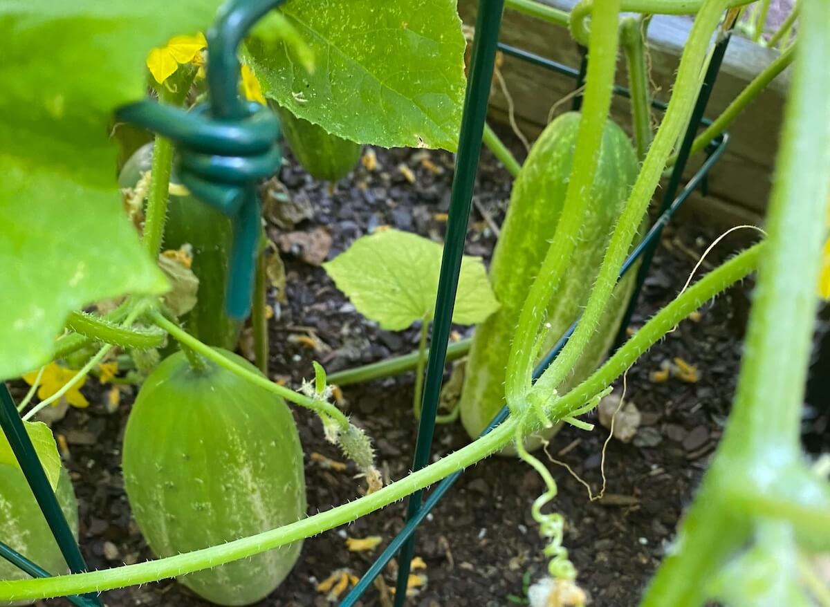 Small cucumbers growing on a vine inside a wire cage