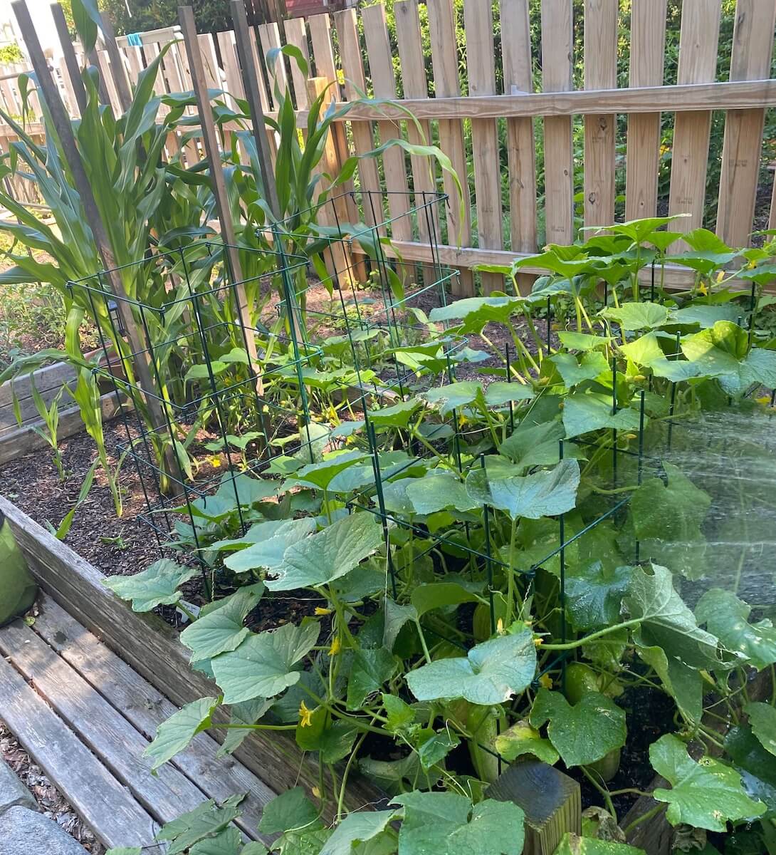 Cucumber vines sprawling across a raised bed next to the corn