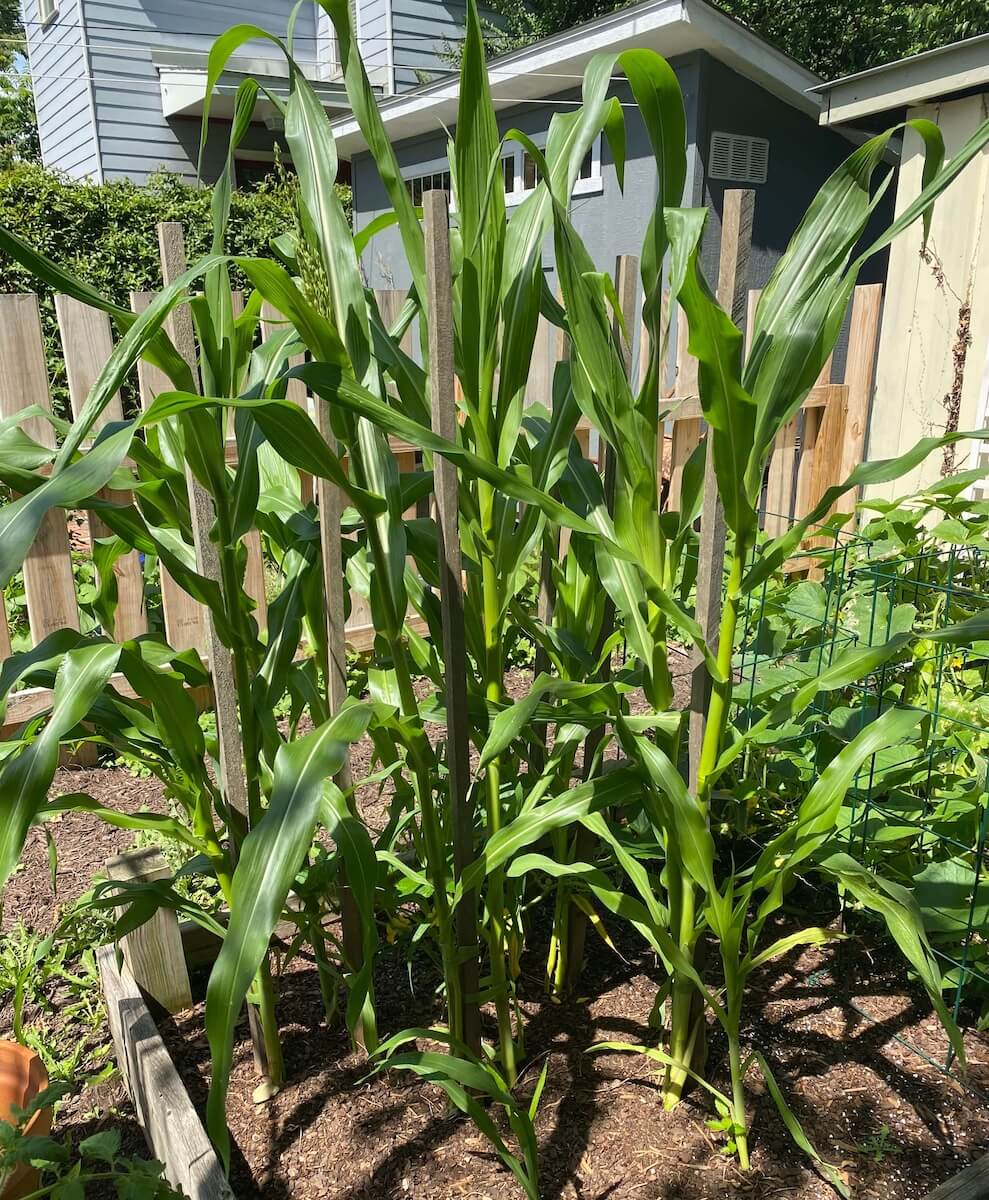 Staked corn stalks in a raised bed