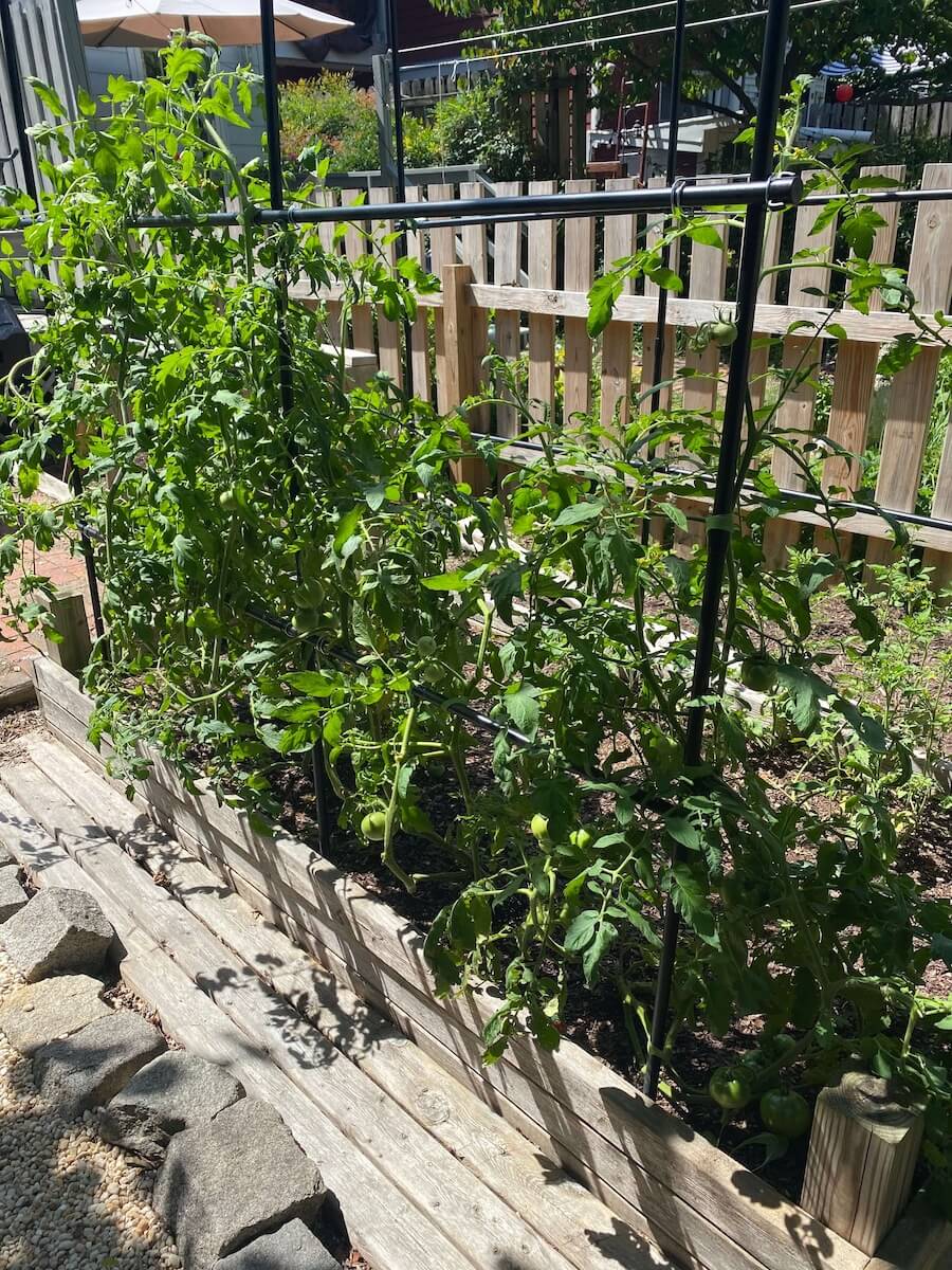 Tomato plants growing up the garden arch