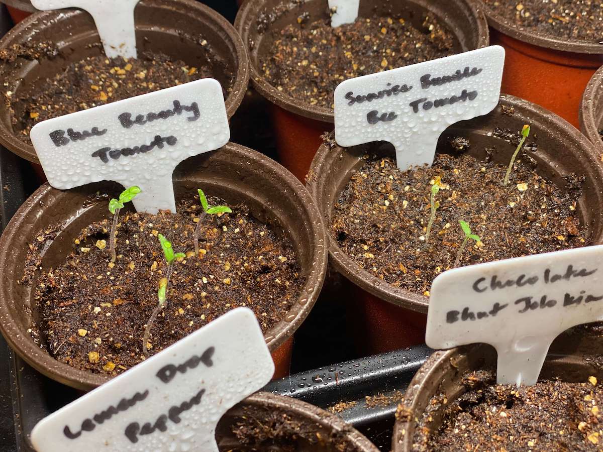 Labeled pots of tomato and pepper seedlings, including Blue Beauty tomato and Lemon Drop pepper