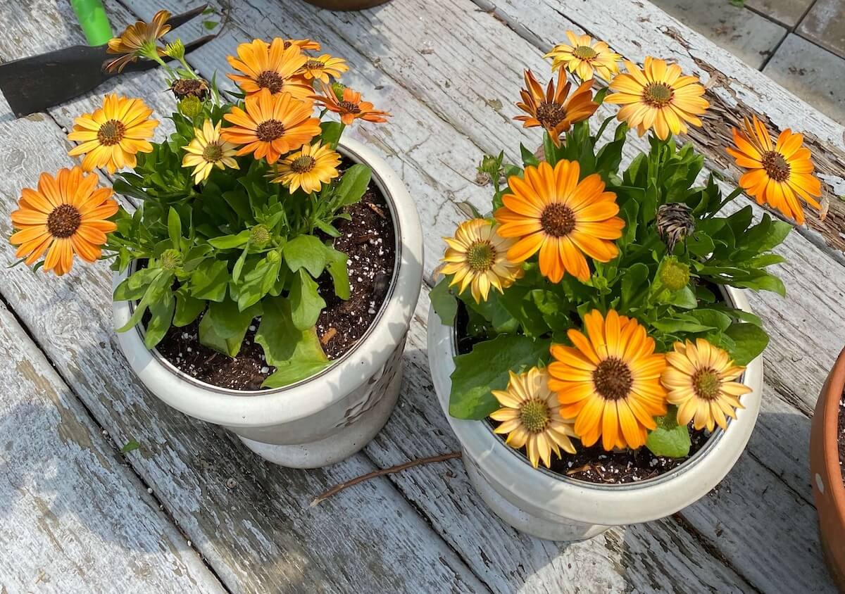 Two white pots of orange and yellow African daisies on a wooden deck