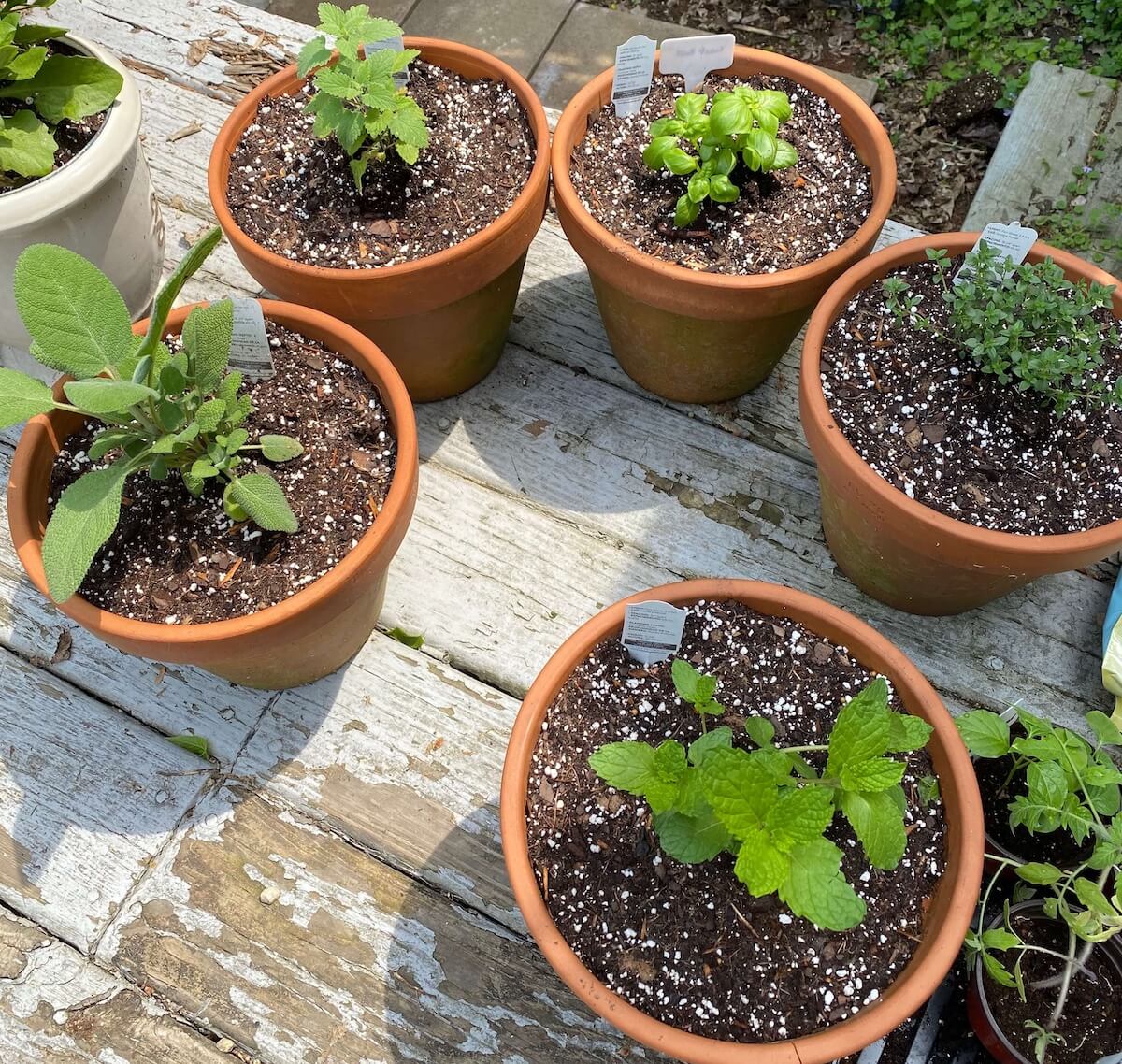Terracotta pots of young herbs on a wooden deck