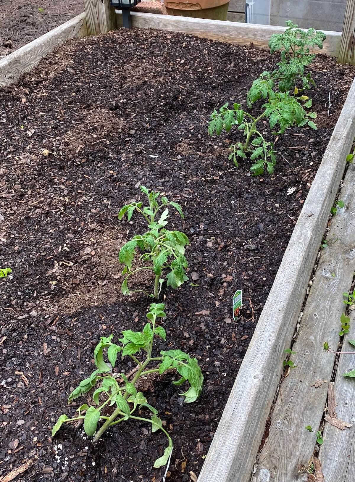 Tomato seedlings newly planted in a long raised bed