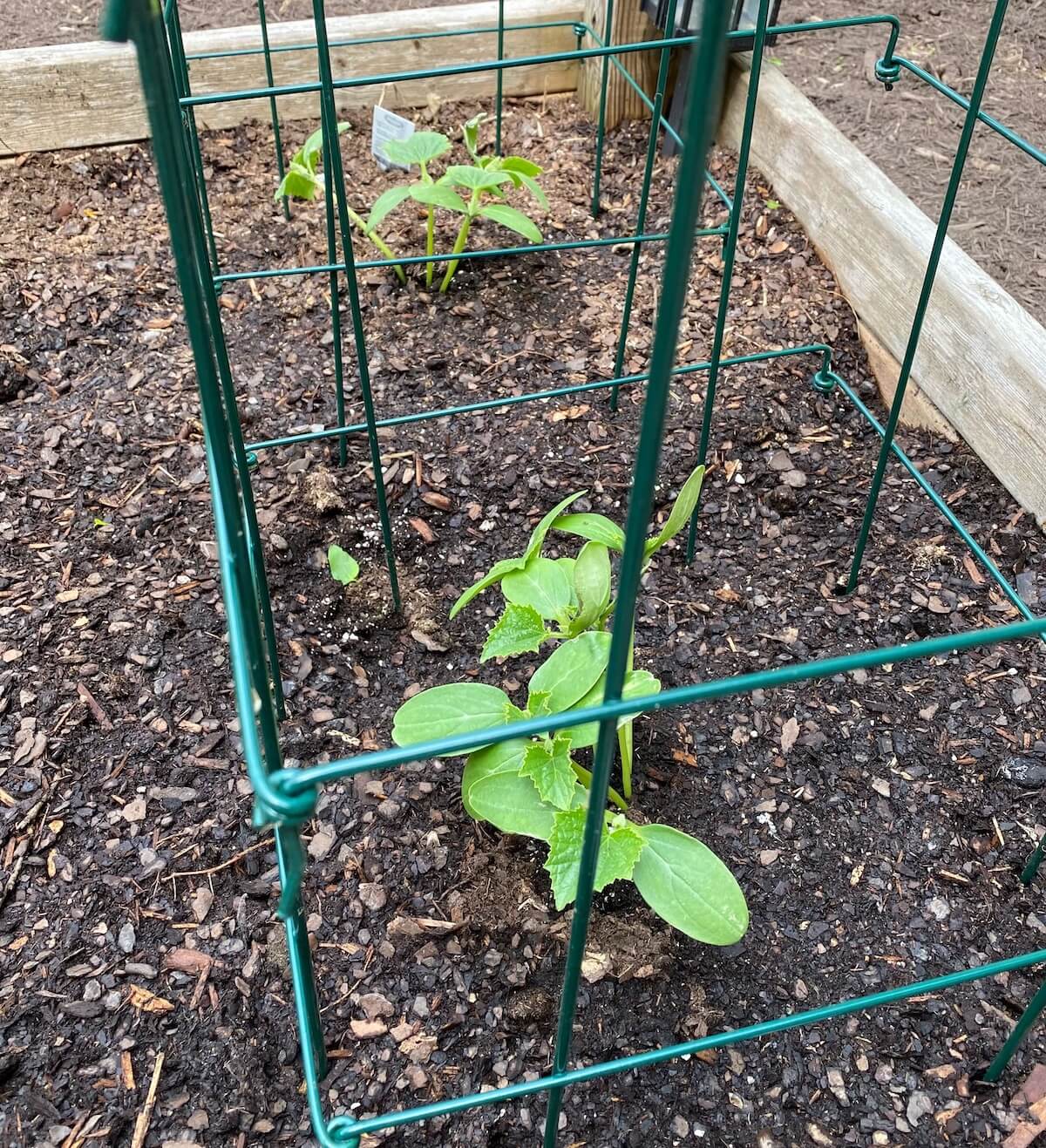 A cucumber seedling inside half of a green tomato cage