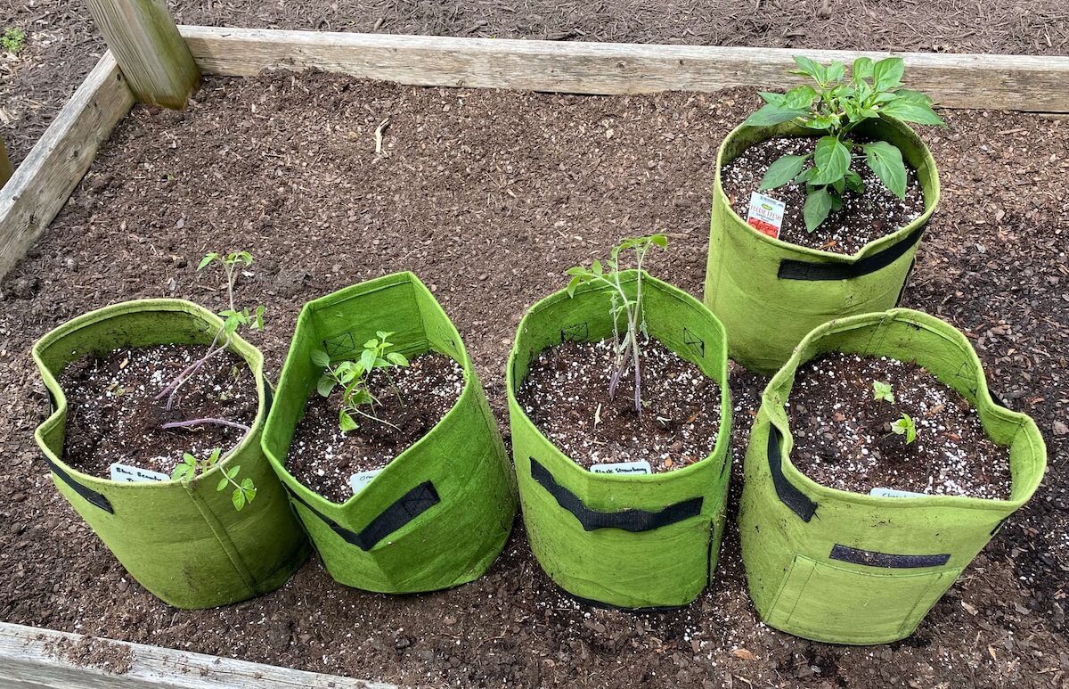Tomato and pepper seedlings in green grow bags in a raised bed