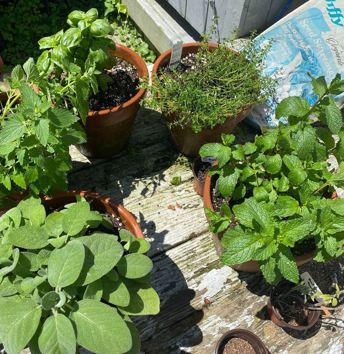 Pots of basil and other herbs on a wooden deck