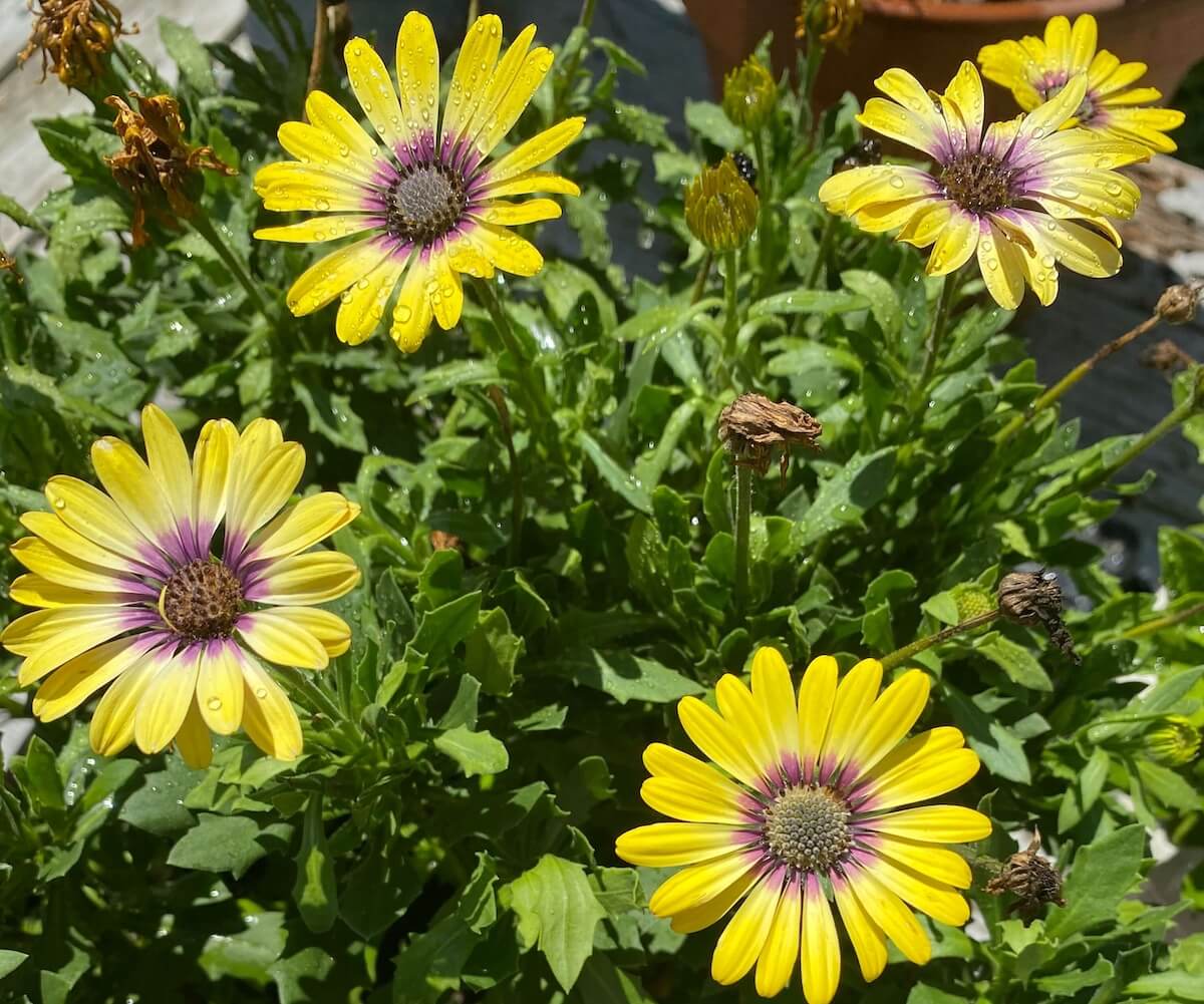 Yellow African daisies with purple centers