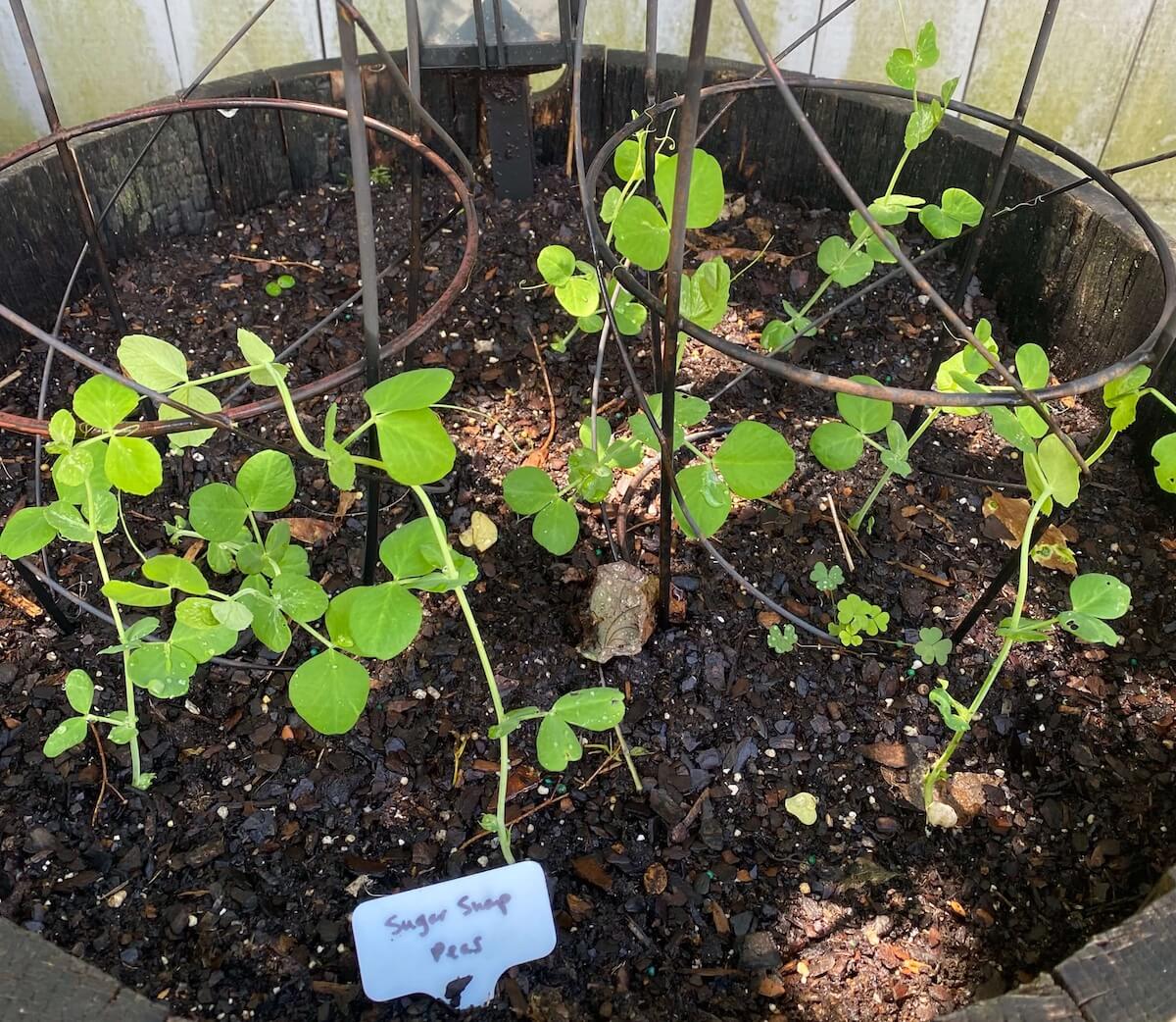 Sugar snap pea seedlings in a whiskey barrel