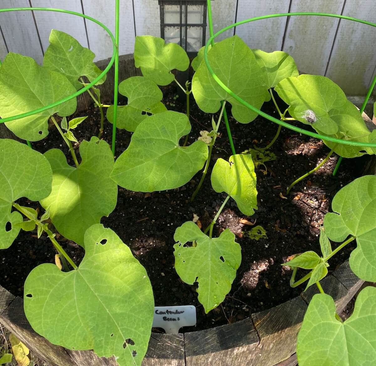 Young bean plants with broad leaves in a whiskey barrel