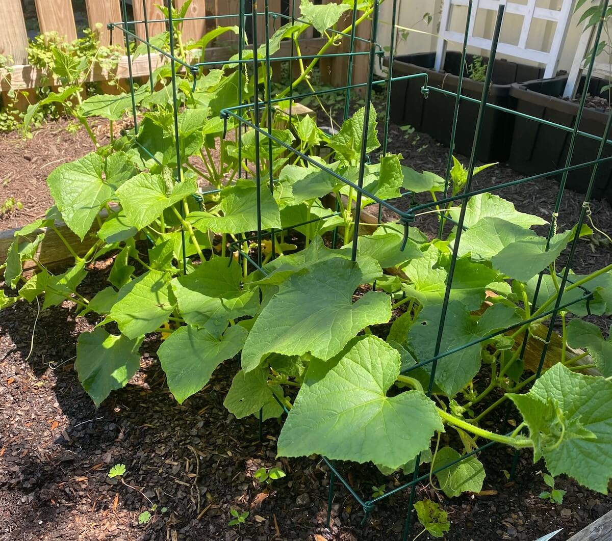 Cucumber plants growing in half tomato cages in a raised bed