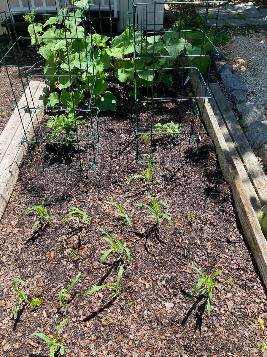 Corn seedlings sprouting in a raised bed