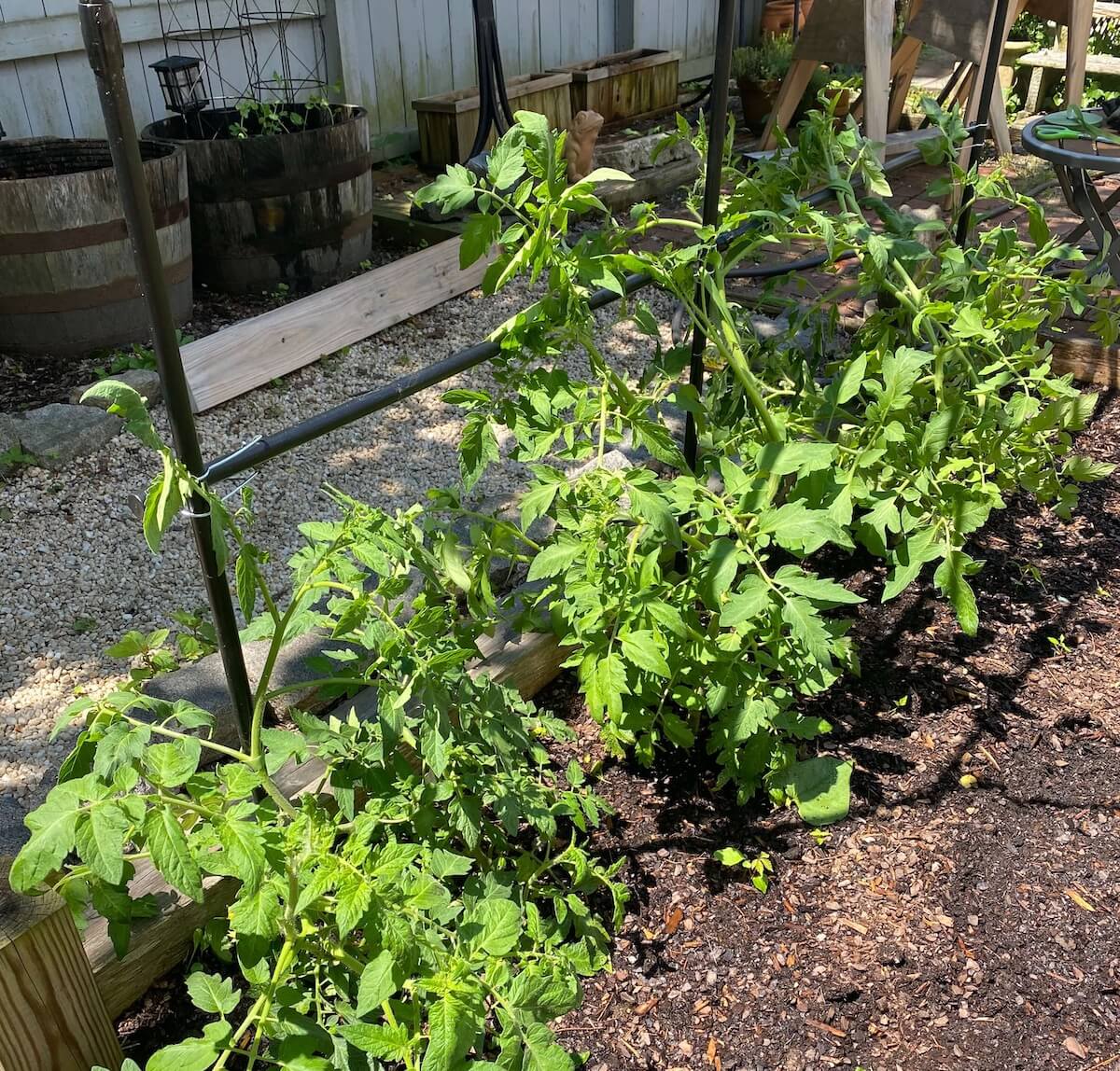 Young tomato plants starting to climb the garden arch