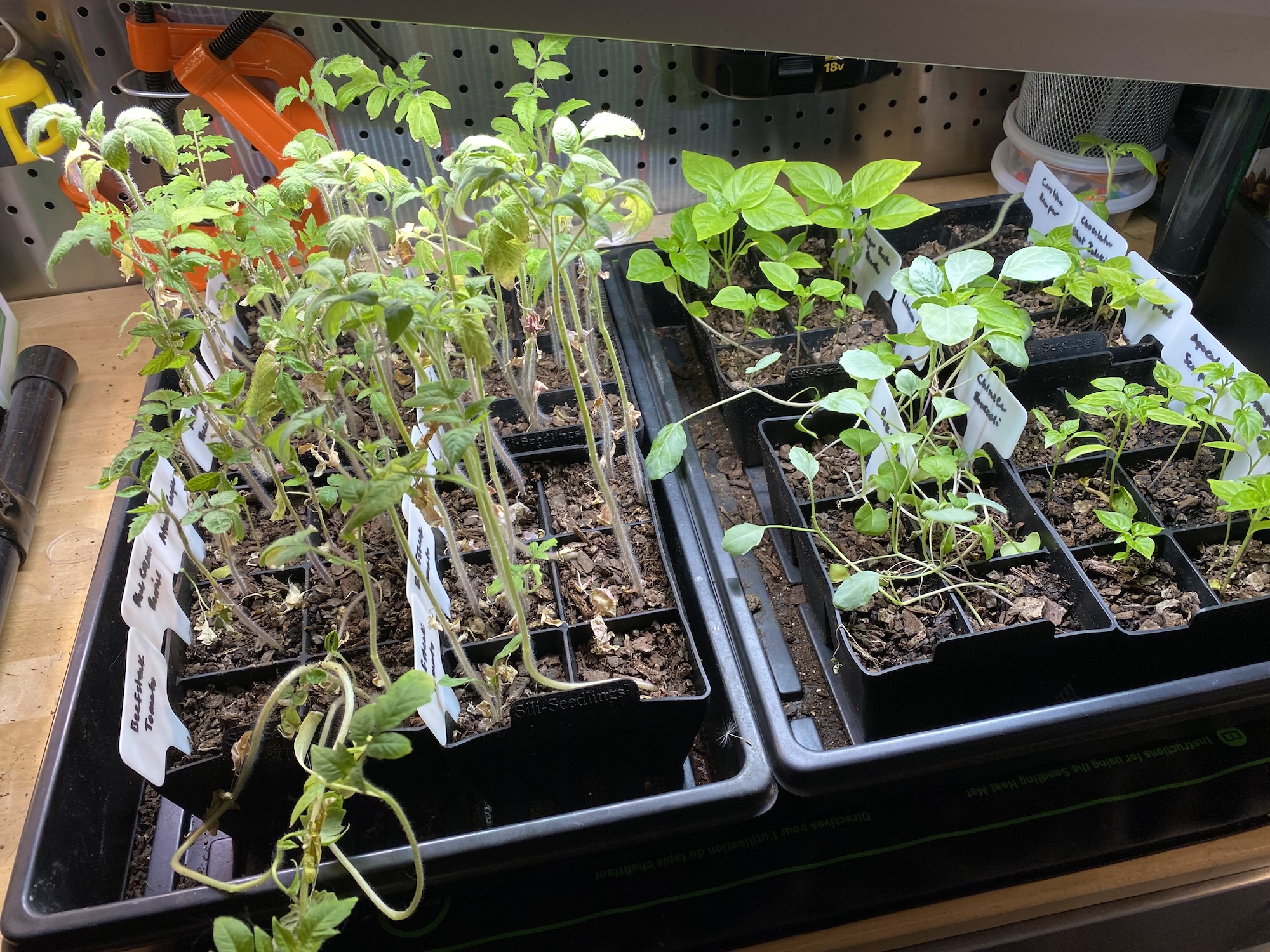 Tall, leggy tomato and pepper seedlings in trays indoors