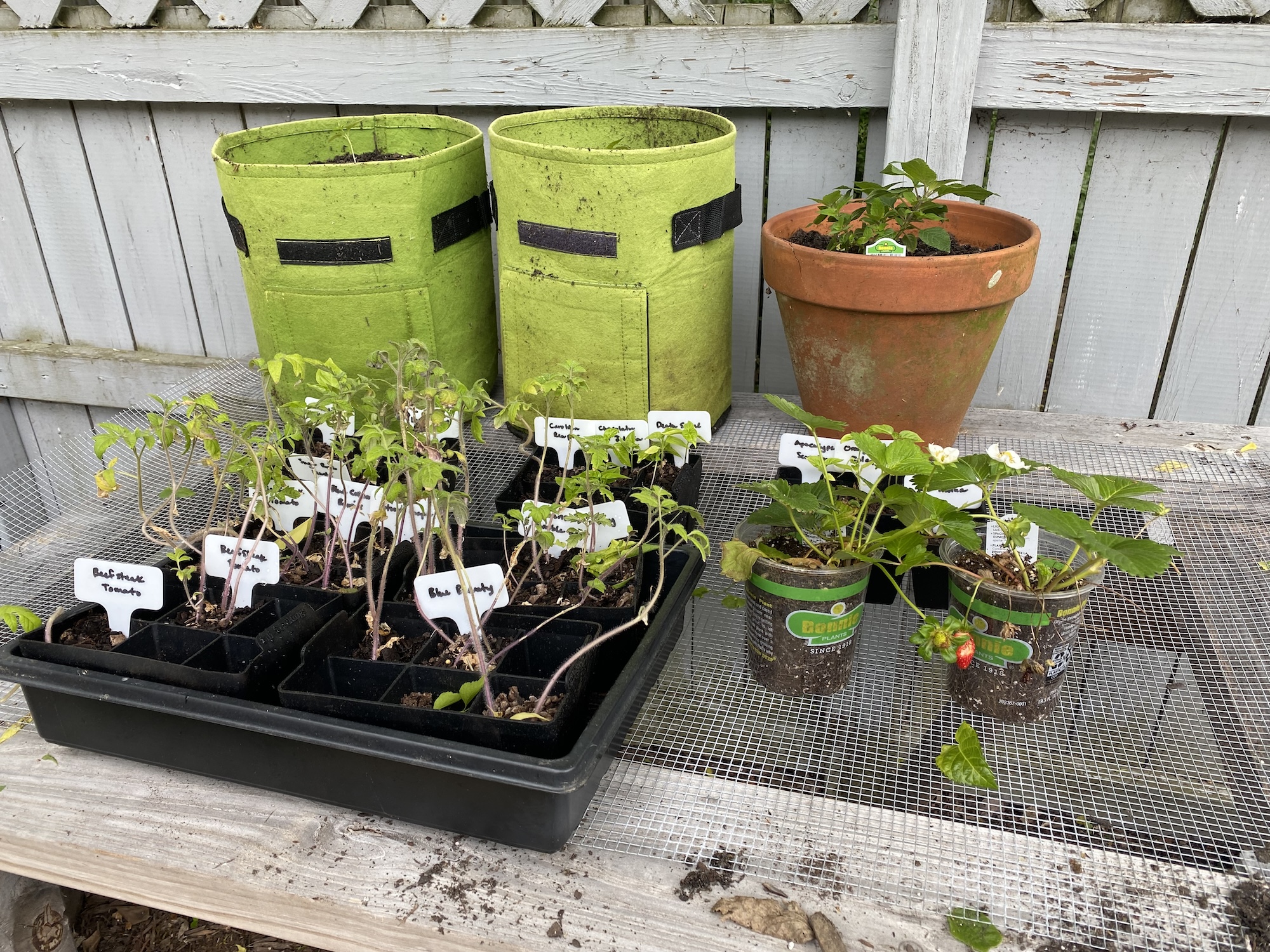 Trays of seedlings getting used to the outdoors on a screened table