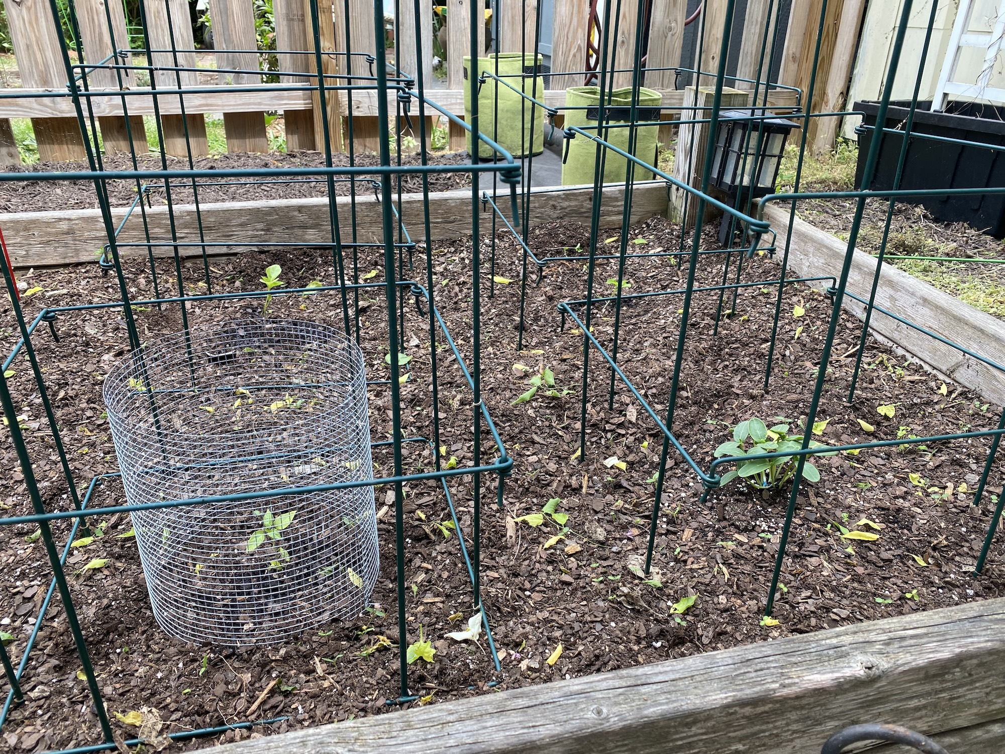 Pepper and cucumber seedlings planted inside green wire cages in a raised bed