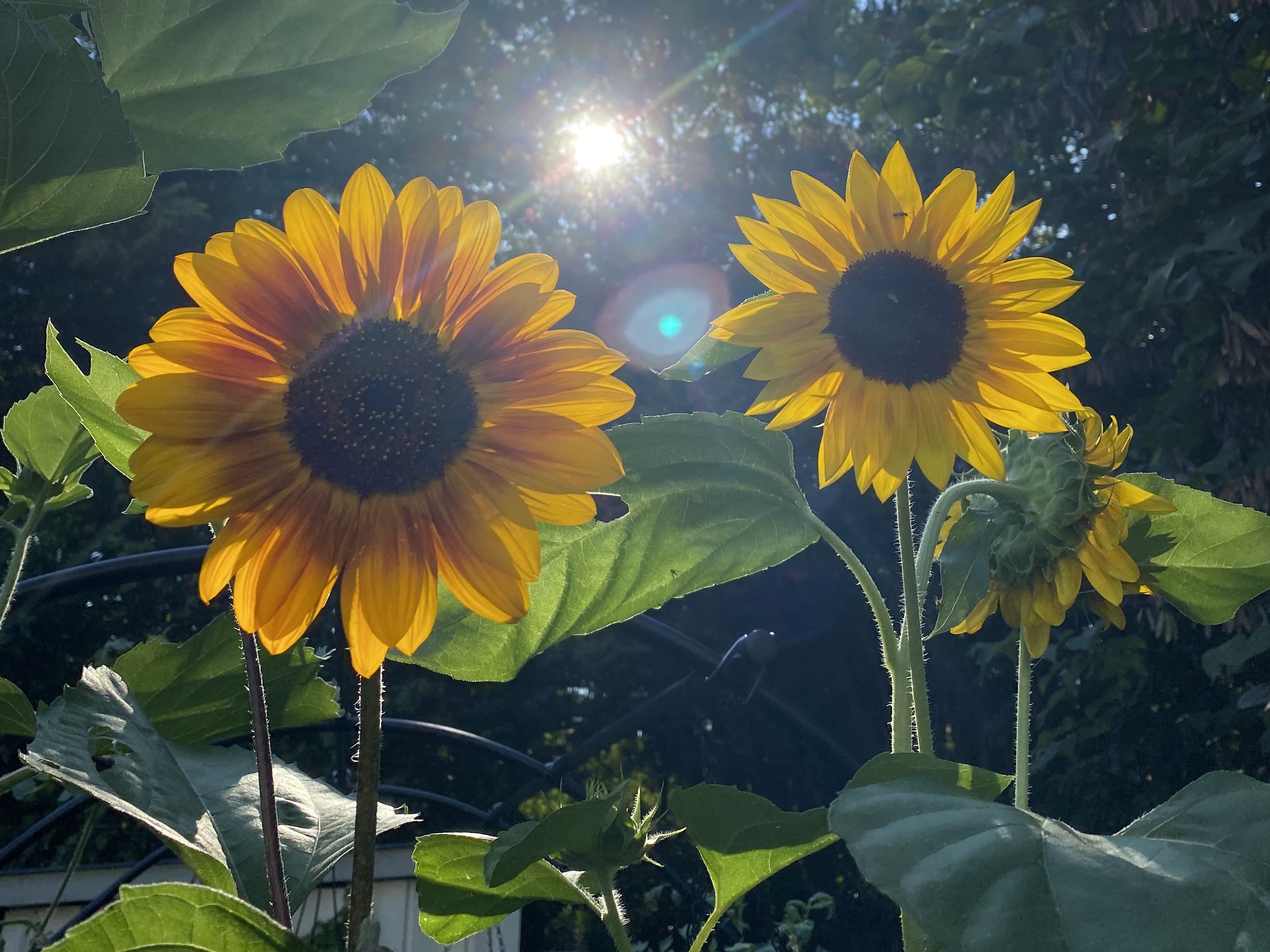 Two sunflowers in bloom, backlit by the sun