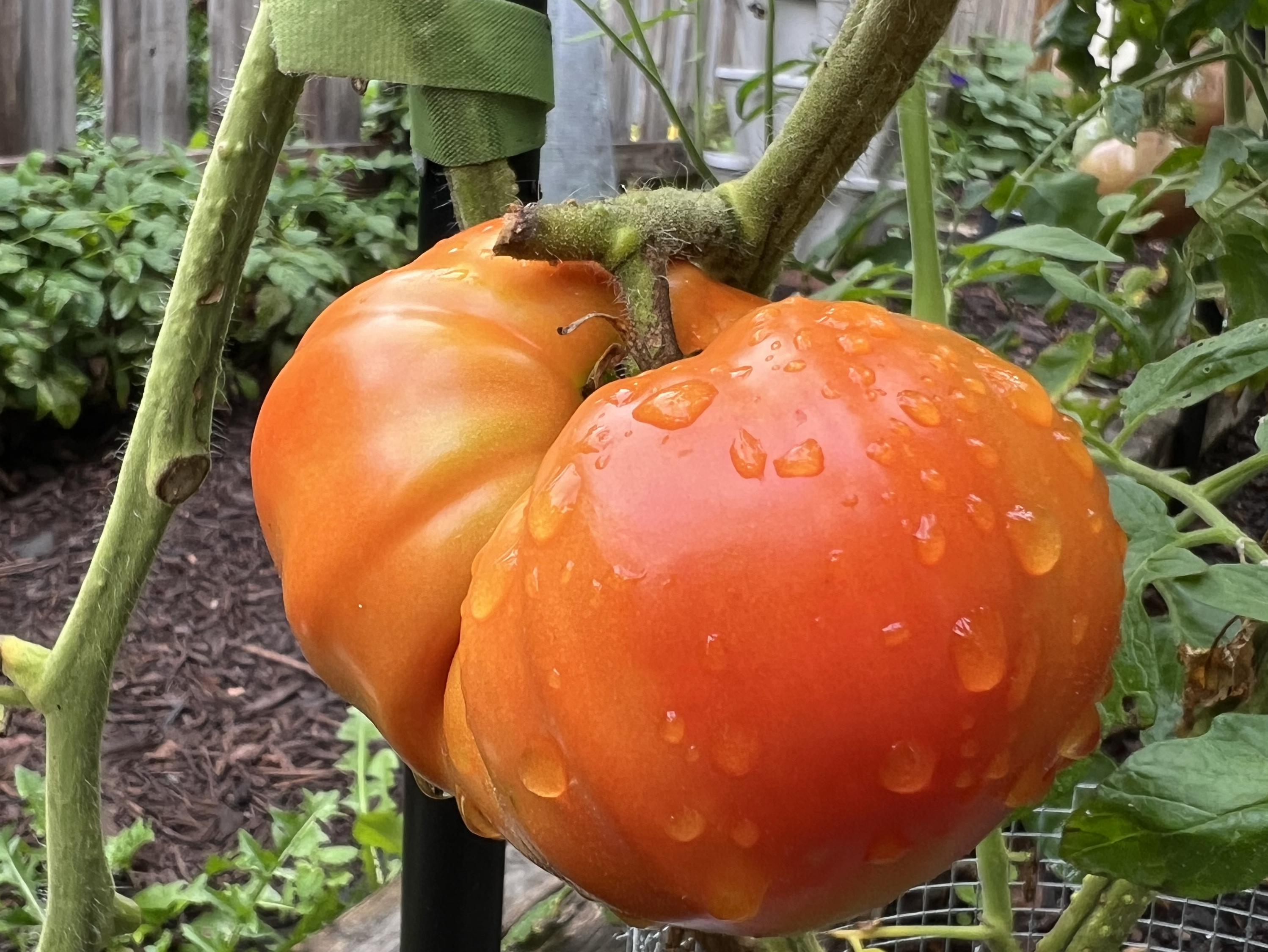 A large orange tomato covered in water droplets, ripening on the vine
